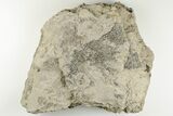 Graptolite (Desmograptus) Fossil - Rochester Shale, NY #203269-1